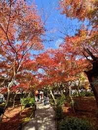 《不能錯過的圓光寺》