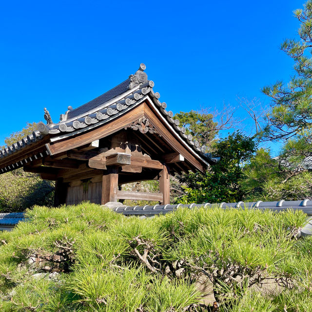 Tranquil Temples: Fukuoka's Zen Escape