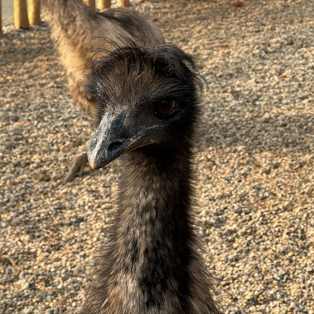 湖南漢壽野生動物世界