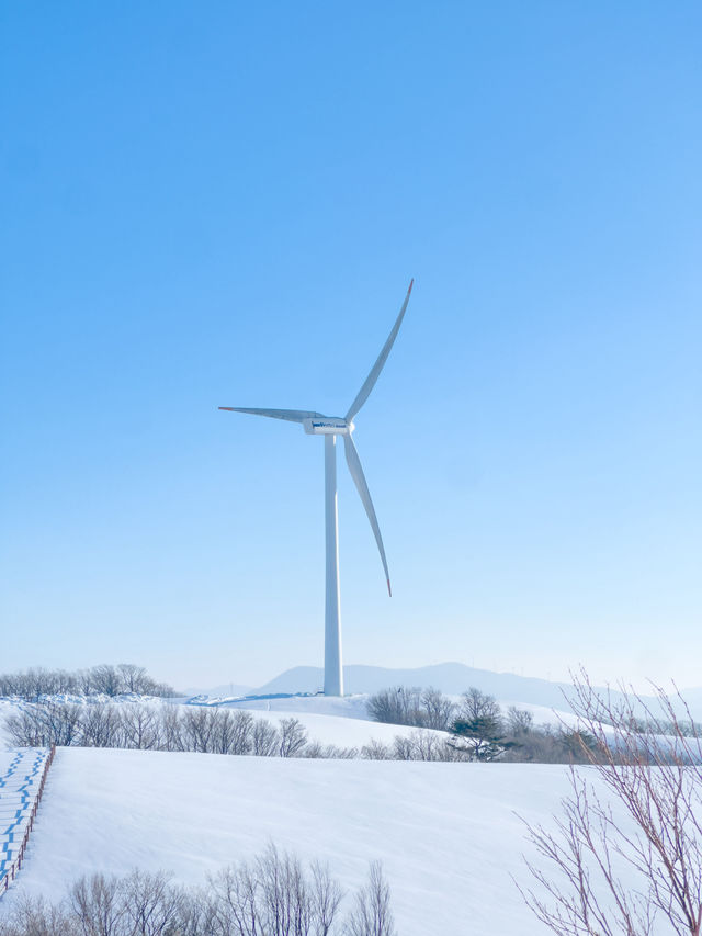 겨울날 눈 온 뒤 꼭 가야하는 최고의 설경 스팟❄️❄️