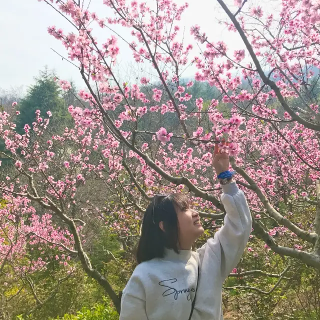 Cherry Blossom Splendor in Qingdao