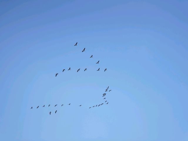 겨울에는 철새를 만나야죠, 주남저수지!