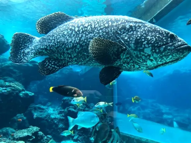 Okinawa Aquarium 