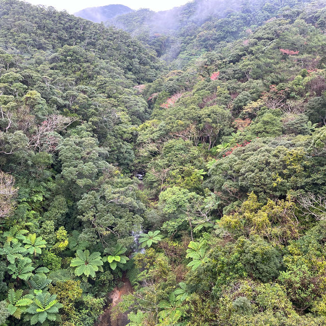 【世界遺産を巡るやんばるツアー】🦜