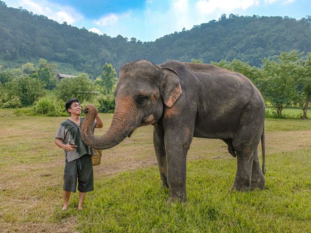 Connecting with Nature’s Giant @ Chiang Mai