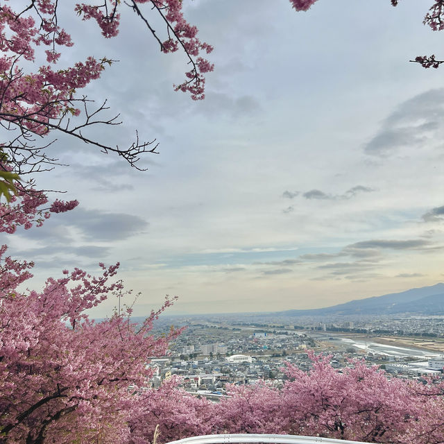 เที่ยวชม Sakura at Matsuda , Japan