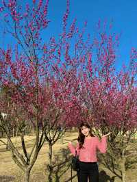 아름다운 홍매화 꽃들을 볼 수 있는 구례 공원🌸💗