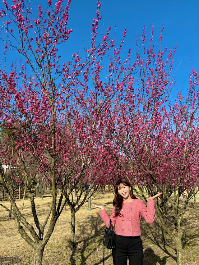 아름다운 홍매화 꽃들을 볼 수 있는 구례 공원🌸💗