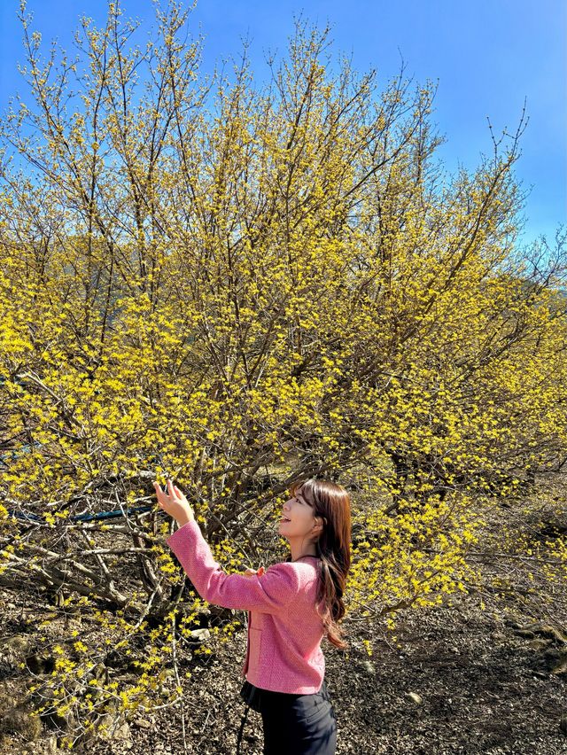 봄에만 열리는 구례 산수유축제 다음주부터 시작💛