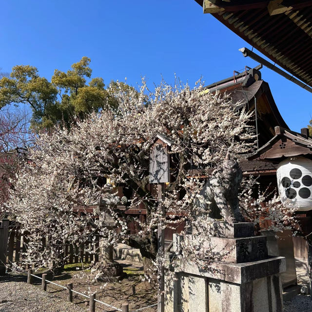湯島天滿宮櫻花 🌸 心曠神怡