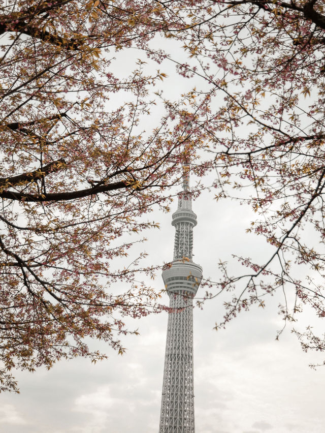 東京｜櫻花之旅 隅田公園美到窒息🌸