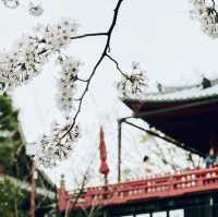 우리들의 공원 우에노 공원 🏞