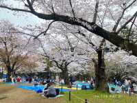 สวนโยโยกิ Yoyogi Park 🌸
