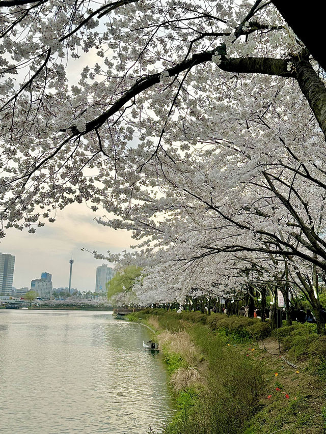 벚꽃축제는 석촌호수에서🌸
