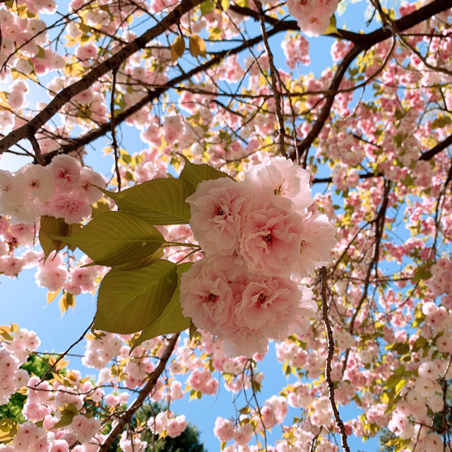 겹벚꽃 도쿄여행 🌸여자혼자 도쿄 혼여행 추천✈️