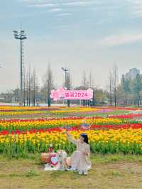 실시간 튤립으로 가득한 청주🌷💖