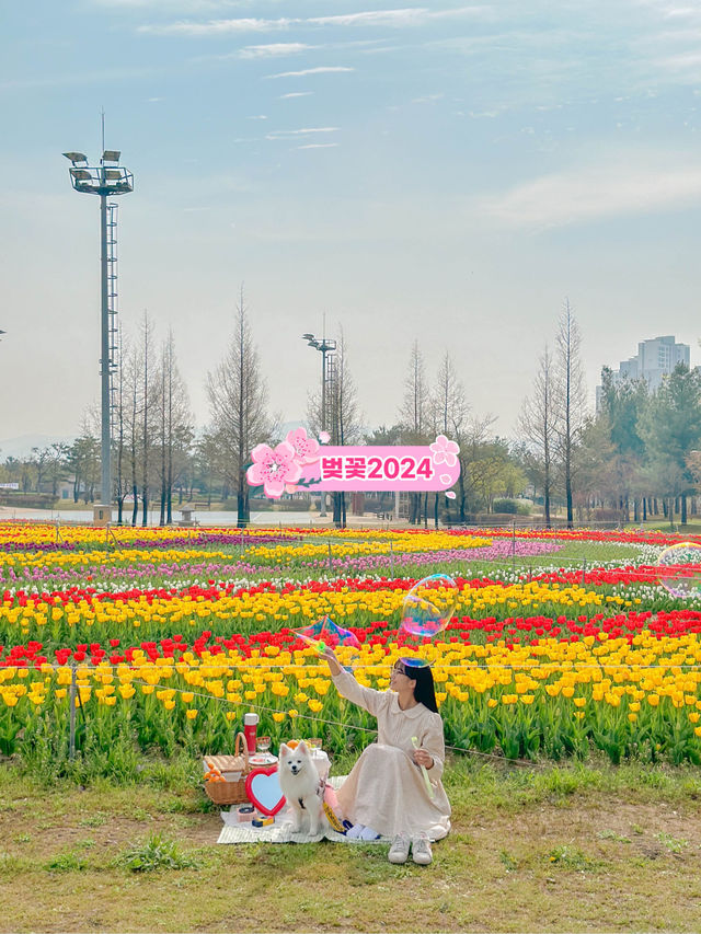 실시간 튤립으로 가득한 청주🌷💖