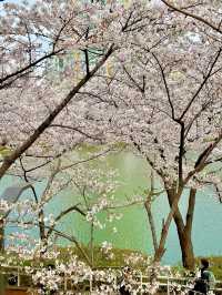 서울 잠실 벚꽃명소 석천호수🌸