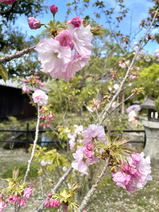 ซากุระบานที่วัดอาซาคุระ จ.เกียวโต