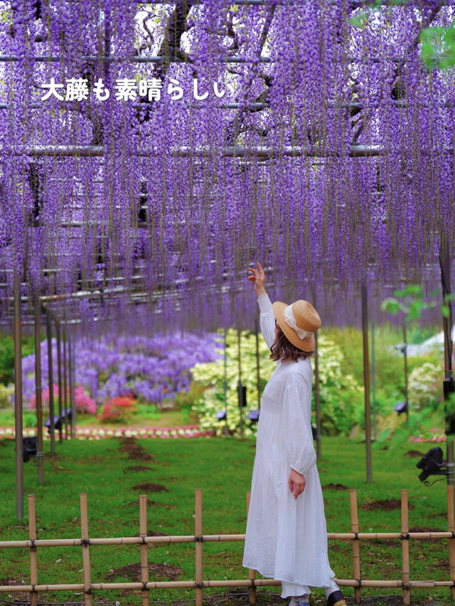 こんな絶景見たことある⁉️地上の楽園の藤のシャワーを浴びよう💜
