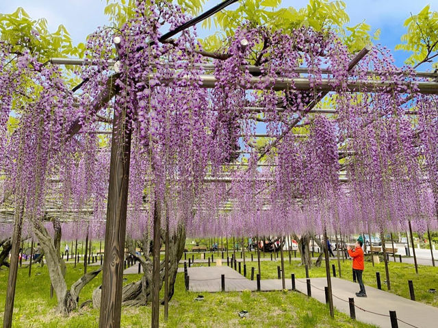 ชมดอกวิสทีเรีย (Wisteria) ใกล้นาโกย่า🪻