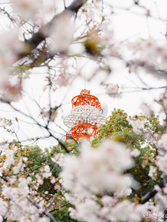 高松城🏯中的櫻之馬場