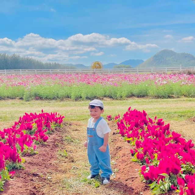 Farm Chokchai ไปที่เดียวได้รูปกลับมาเป็นร้อย