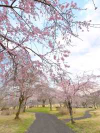 【栃木】春爛漫な春景色