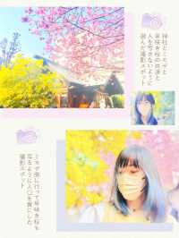 【東京】河津桜とミモザと神社