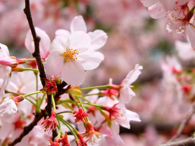 🌸 Cherry blossom bliss! 🌸