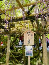 【奈良県】藤の名所「春日大社」へ