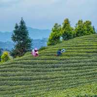臺北茶鄉景點～農林熊空茶園～山水景緻