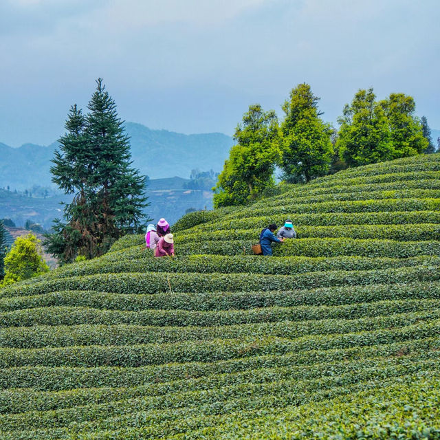 臺北茶鄉景點～農林熊空茶園～山水景緻