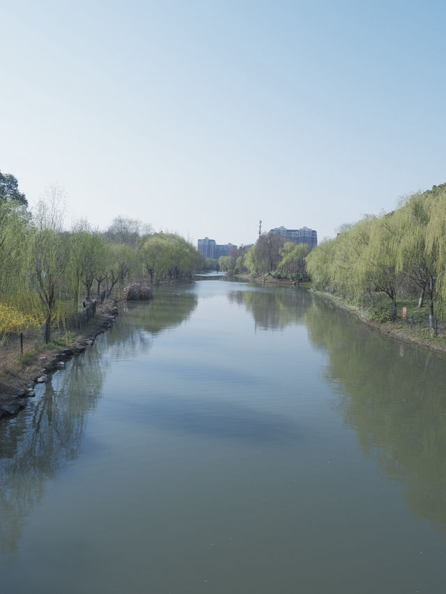 【2024年顧村公園櫻花節】摩天輪與櫻花