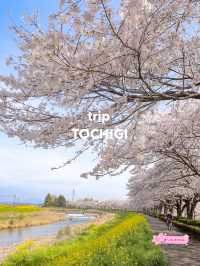 【栃木】 下野市 どこまでも続く桜並木