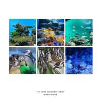 COEX商場內巨型水族館：海底奇景