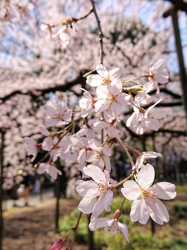東京で見られるしだれ桜