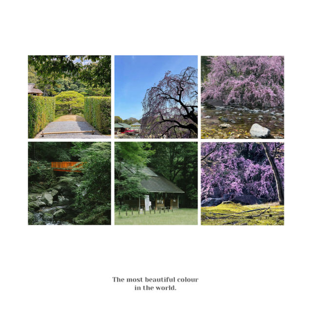 「山形十五軒公園：浪漫櫻花林，市民遺產」