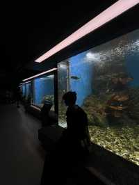 ย้อนเวลาไปเที่ยวบางแสน🐬🐟🐠