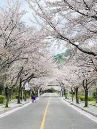 창원 태극기와 벚꽃을 함께 볼 수 있는 곳🇰🇷💗