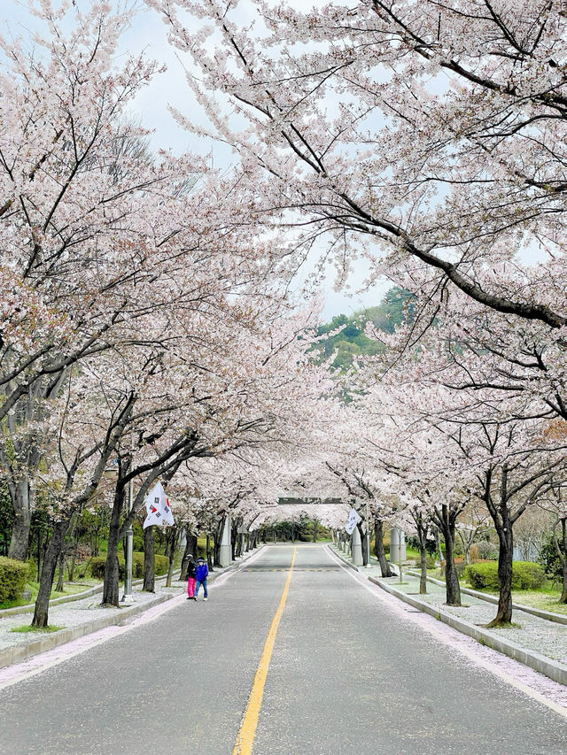 창원 태극기와 벚꽃을 함께 볼 수 있는 곳🇰🇷💗