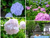 【東京近郊】‼️5月29日開始繡球花盛開見頃活動(2) ‼️ @鎌倉長谷寺，六月必遊景點！