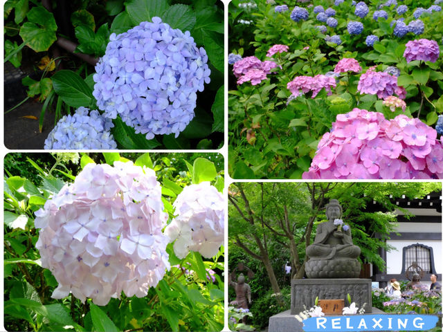 【東京近郊】‼️5月29日開始繡球花盛開見頃活動(2) ‼️ @鎌倉長谷寺，六月必遊景點！