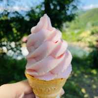 【長野県/高遠　約270種類のバラが咲く丘の上のローズガーデン🌹】