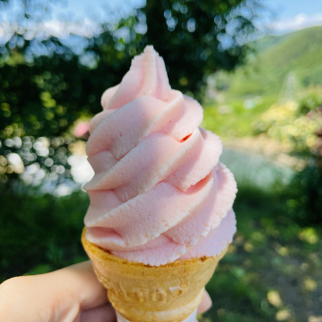【長野県/高遠　約270種類のバラが咲く丘の上のローズガーデン🌹】
