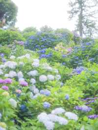 【 神奈川/ 小田原 】お城とあじさい花菖蒲のコラボ
