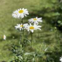 Escape to Spring Garden Kundasang 
