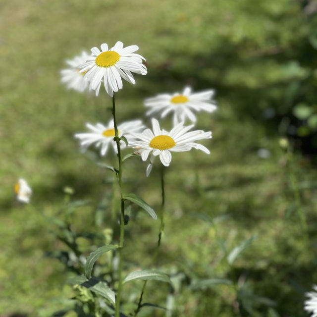 Escape to Spring Garden Kundasang 