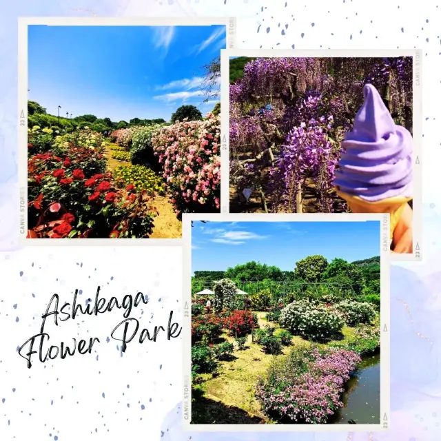 Ashikaga Flower Park's Kaleidoscope of Beauty