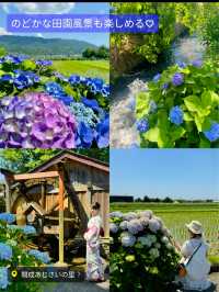 〜神奈川県〜穴場〜ライトアップまで！紫陽花スポット6選！